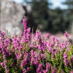 heather-1659200