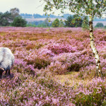 Heidschnucken (Sheep Breed)  in Lüneburg Heath, Germany