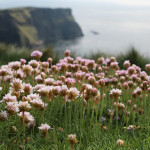 Irland klee-2360851