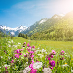 Allgäu - Wiese mit Frühlingsblumen und schneebedeckten Bergen
