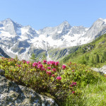 Panorama einer Berglandschaft mit Alpenrosen und Gletscher im Hi