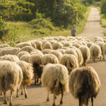 Sardegna, gregge di pecore al pascolo
