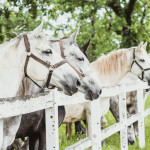 Group of beautiful white Lipizzan horses with bridle behind a white fence in original stud farm Lipica.